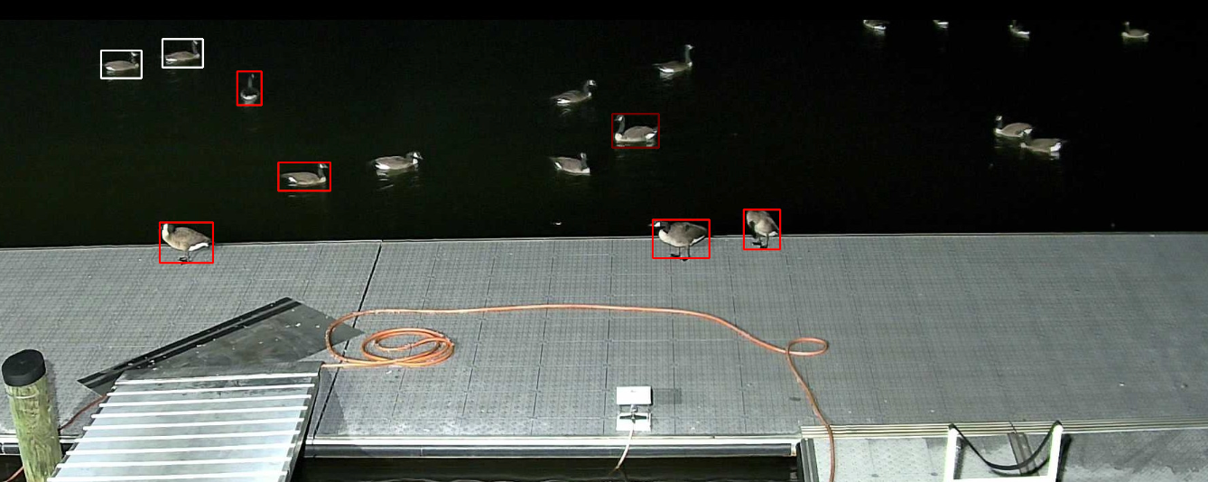 geese at night