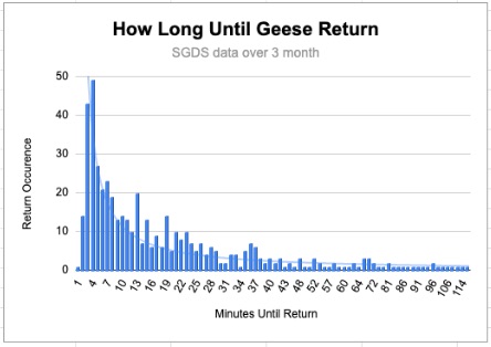 geese return quickly quick return